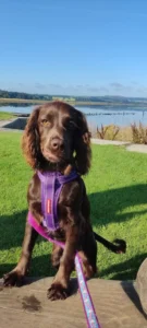 Dog walking Clydebank area